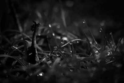 Close-up of plant against blurred background