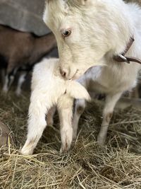 Full length of a sheep