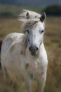 Portrait of white horse