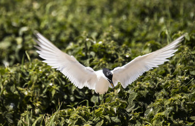 Birds flying over white background