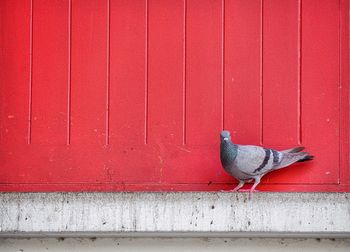 Close-up of red wall