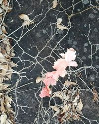 Close-up of dry autumn leaf