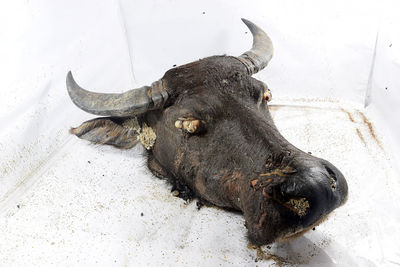 Head of dead buffalo