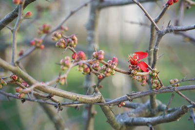 Close-up of berries growing on tree