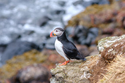 Close-up of bird perching on rock