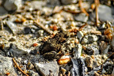 Close-up of grasshopper on rock