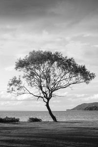 Bare tree on landscape against cloudy sky