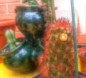 Close-up of plant against blurred background