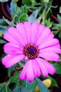 Close-up of pink flower blooming outdoors