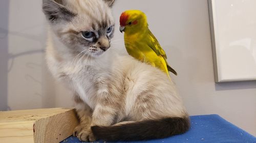 Cat sitting on table at home