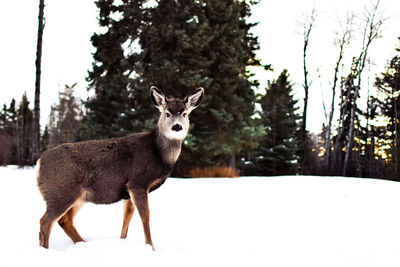 Portrait of sheep standing in snow