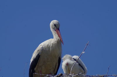 Low angle view of pelican perching on blue sky