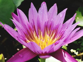 Close-up of flower blooming outdoors