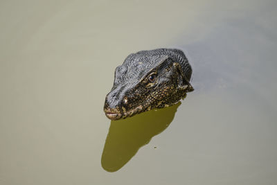 High angle view of monitor lizard in pond