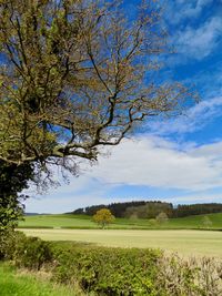 Tree on golf course against sky