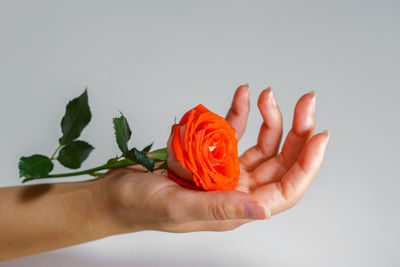 Human hand holds fresh pink rose on gray background to symbolize love