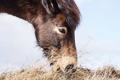 Close-up of pony grazing against sky