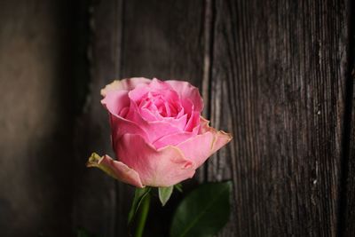 Close-up of pink rose