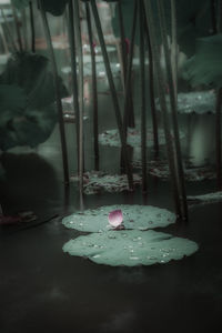 Close-up of pink flower on table