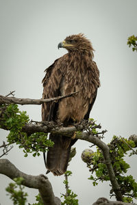 Tawny eagle on twisted branch staring left