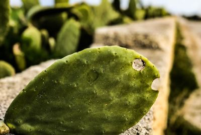 Close-up of prickly pear cactus