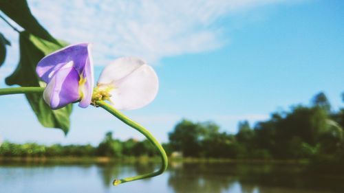 Close-up of purple flowering plant against lake