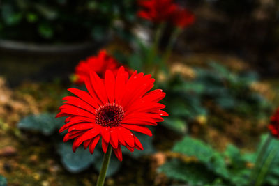 Close-up of red rose in park