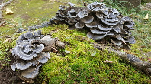 Close-up of mushrooms growing on field