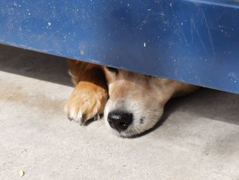 High angle view of dog on the ground