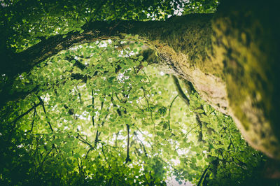 Close-up of moss growing on tree