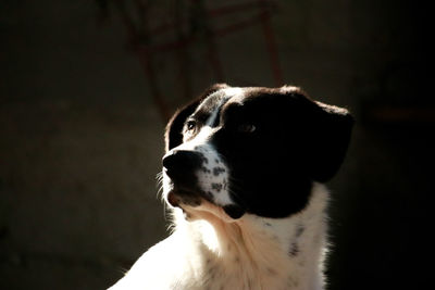 Close-up of dog looking away