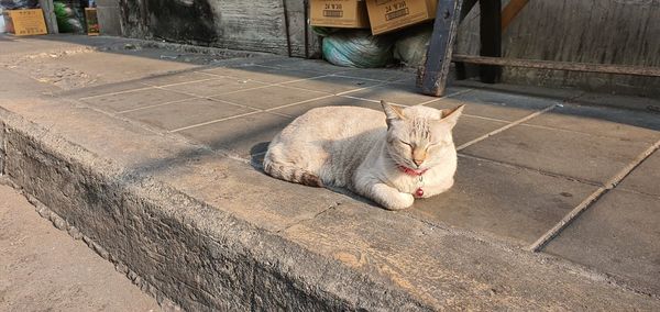 High angle view of cat sitting on footpath