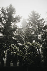 Low angle view of trees in forest against sky