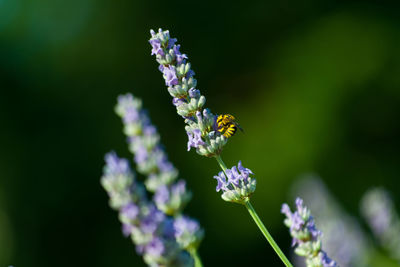 Close-up of insect on purple flowering plant