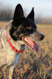 Close-up of a dog looking away