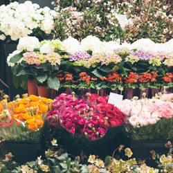 Flowers growing in market