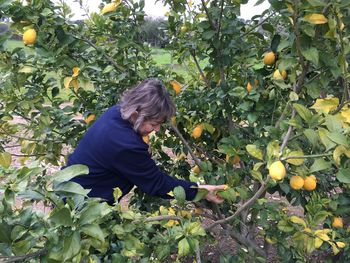 Side view of mature woman picking lemons at yard