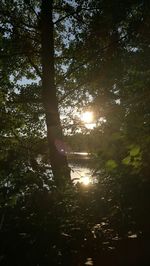 Reflection of trees in water