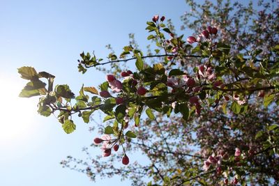 Low angle view of pink flowers blooming on tree against sky