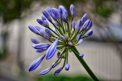 Close-up of purple flowers blooming outdoors