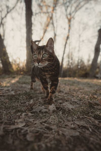 Close-up of cat on field