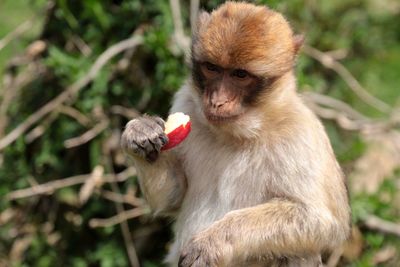 Close-up of monkey sitting on plant