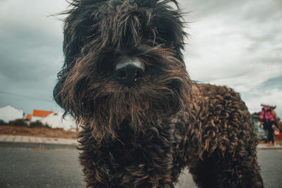 Old stray back dog with overgrown curly hair in the middle of the street. huge fur.