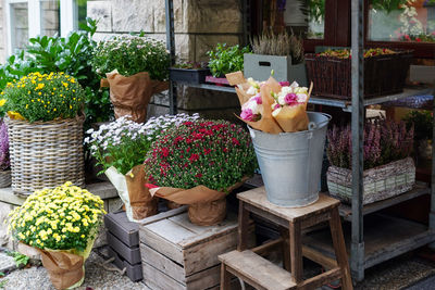 Potted plants in yard