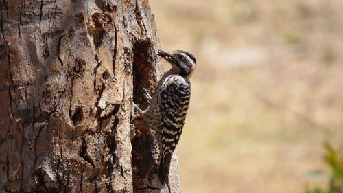 Close-up of bird perching on tree trunk