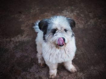 High angle portrait of dog standing outdoors
