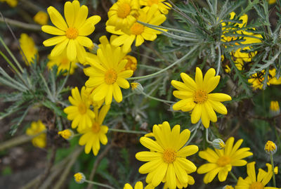 Close-up of yellow flower