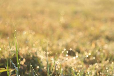 Close-up of wet plants on field