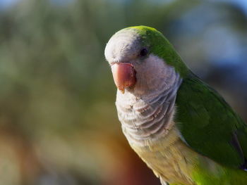 Close-up of parrot perching outdoors