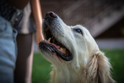 Close-up of a dog